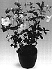 Allamanda%20carthartica%20%27Siam%20Snow%27