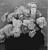 Begonia%20x%20hiemalis%20%27BBMIL%27