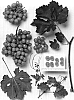 Vitis%20vinifera%20%27Sheegen-11%27