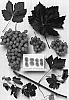 Vitis%20vinifera%20%27Sheegene-2%27