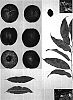 Prunus%20persica%20%27Sugarred%20III%27