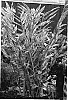 Hedychium%20spp.%20%27Doctor%20Moy%27