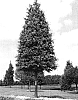 Quercus%20phellos%20%27QPSTJ%27