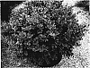 Buxus%20sempervirens%20%27Conrowe%27