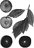 Prunus%20species%20%27Bella%20Royale%27