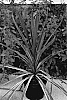 Cordyline%20australis%20%27Seipin%27