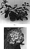Lantana%20camara%20%27Balandlae%27