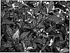 Alternanthera%20dentala%20%27Brazil%20Red%27
