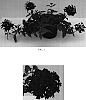 Verbena%20x%20hybrida%20%27Balazdare%27