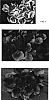 Bergenia%20%27Solar%20Flare%27