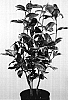 Camellia%20japonica%20%27Kerguelen%27