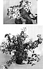 Lantana%20camara%20%27Robpwchp%27