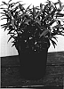 Sarcococca%20hookeriana%20var.%20humilis%20%27Sarsid%201%27
