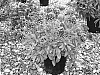 Gaillardia%20x%20grandflora%20%27Frenzy%27