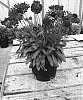 Gaillardia%20x%20grandiflora%20%27TIZZY%27
