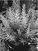 Rosmarinus%20officinalis%20%27Gold%20Dust%27