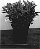 Sarcococca%20hookeriana%20var.%20humilis%20%27Sarsid%202%27
