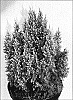 Juniperus%20pingii%20%27Hulsdonk%20Yellow%27