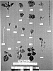 Rosa%20hybrida%20%27Meimarivon%27