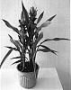 Curcuma%20alismatifolia%20%27Hidden%20Lily%27