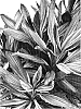 Cordyline%20brasiliensis%20%27Pink%20Joy%27