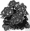 Pelargonium%20zonale%20%27KLEPZ07202%27