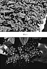 Heliotropium%20arborescens%20%27KLEHA07520%27