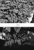 Heliotropium%20arborescens%20%27KLEHA07520%27