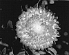 Bracteantha%20bracteata%20%27KLEBB07391%27