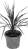 Cordyline%20australis%20%27Paradise%27