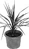 Cordyline%20australis%20%27Paradise%27