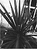 Cordyline%20australis%20%27Coral%27