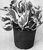 Epipremnum%20pinnatum%20%27NJOY%27