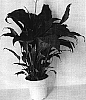 Spathiphyllum%20Schott%20%27ZOE%27