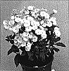 Phlox%20paniculata%20%27Pina%20Colada%27