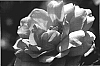 Rosa%20hybrida%20%27BAInce%27