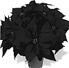 Euphorbia%20pulcherrima%20%27Dueearlyglory%27