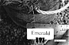 Cynodon%20x%20Cynodon%20transvaalensis%20hybrid%20%27Emerald%20Dwarf%27