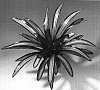 Neoregelia%20sp.%20%27Ardie%27