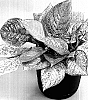 Aglaonema%20hybrid%20%27TWYAG0022%27