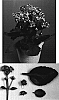 Kalanchoe%20blossfeldiana%20x%20Kalanchoe%20laciniata%20%27Purple%20Jodie%27