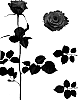 Rosa%20hybrida%20%27ESM%20Cantata%27