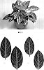 Aglaonema%20hybrid%20%27TWYAG0042%27