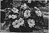 Impatiens%20hawkeri%20%27KLENI07088%27