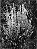 Ozothamnus%20leptophylla%20%27Silver%20Cape%27