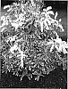 Pieris%20%20x%20japonica%20%27FIRE%20N%20ICE%27
