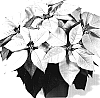 Euphorbia%20pulcherrima%20%27Dueinfinitywi%27
