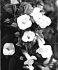 Torenia%20sp.%20%27DANCAT153%27