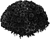 Chrysanthemum%20morifolium%20%27PPP%20SOR06%27