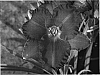 Hemerocallis%20hybrida%20%27Dynamite%20Returns%27